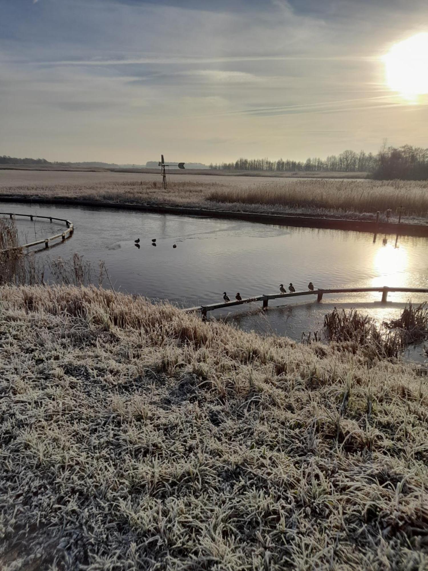 Wuivend Riet Gelegen Op Resort Venetie Giethoorn Camera foto